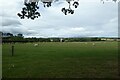 Sheep field near Staindrop