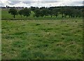 Pasture near Greengairs