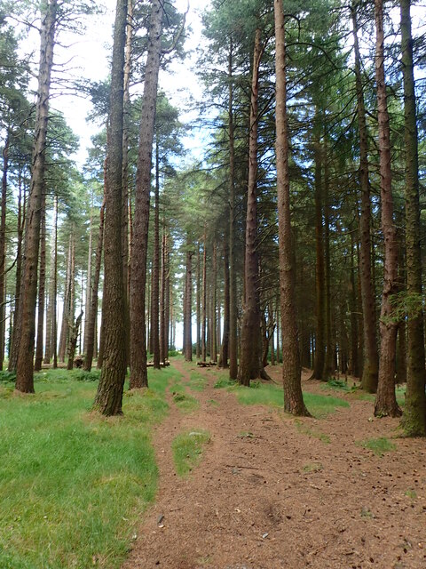 Footpath through  a strand of pines in Donard Wood