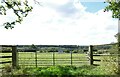 Horses grazing