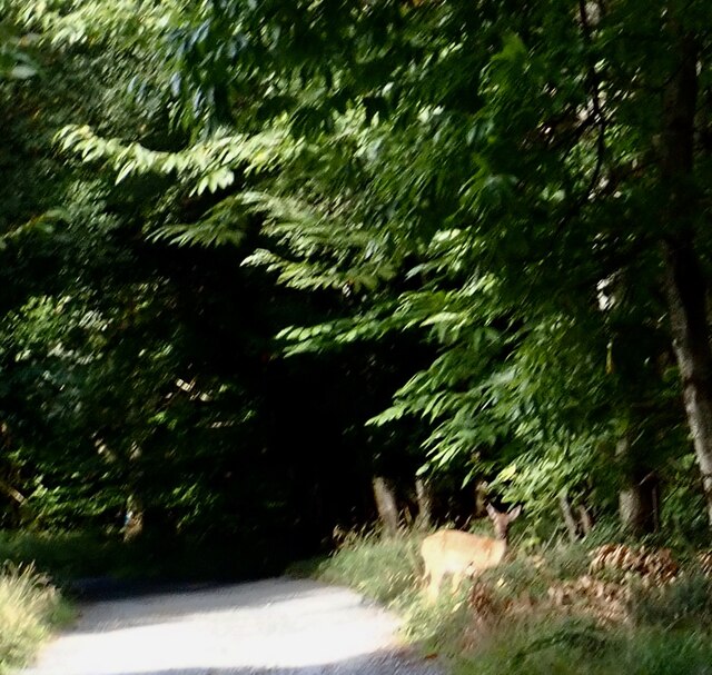 A fleeting glimpse of a young deer in Donard Wood
