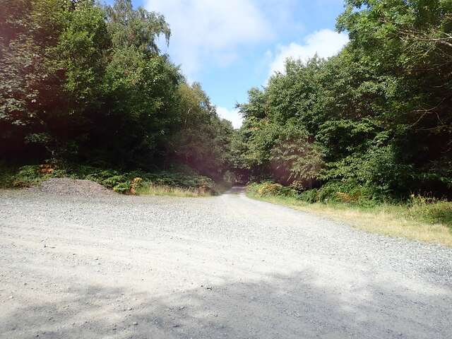 The northern junction of the lower and middle forestry road in Donard Wood