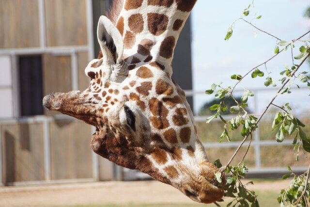 Giraffe, Yorkshire Wildlife Park © Mike Pennington cc-by-sa/2.0