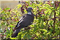 Wood Pigeon (Columba palumbus) eating elderberries, Yorkshire Wildlife Park