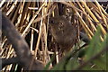 Captive Harvest Mouse at Mayfield Alpacas, Ringinglow