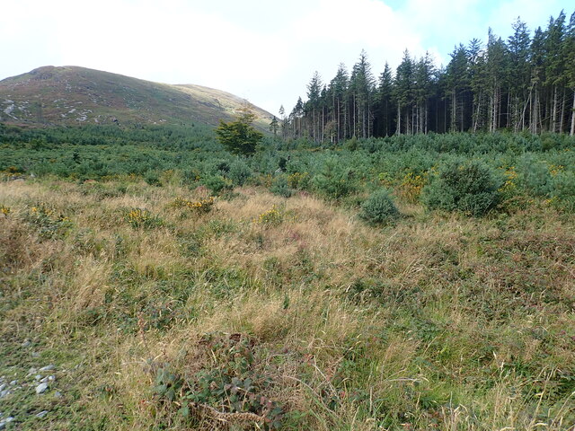 Tree nursery on recently clear cut section of the Donard Wood  forest