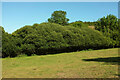 Trees below Bickleigh Farm