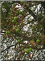 Conkers on a tree