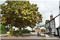 Large tree outside The Plough Inn