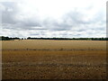 Stubble field south of Hall Green Lane