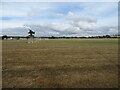 Sports field, White