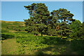 Pines near West Malvern Road