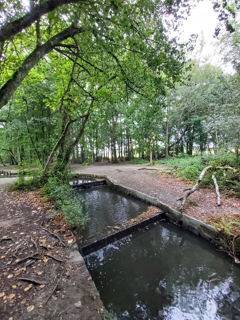 Watercourse in Tehidy Woods
