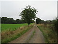 Track to Houndwood North Lodge