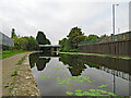 Water lilies on the Nottingham Canal