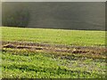 Stubble and fresh growth, Bridmore