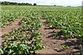 A field of turnips