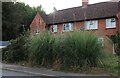 Pampas grass by Hartley Road