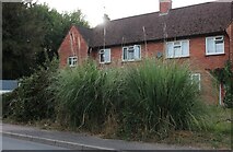 TQ7635 : Pampas grass by Hartley Road by David Howard