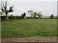 Small pasture field near Coldingham