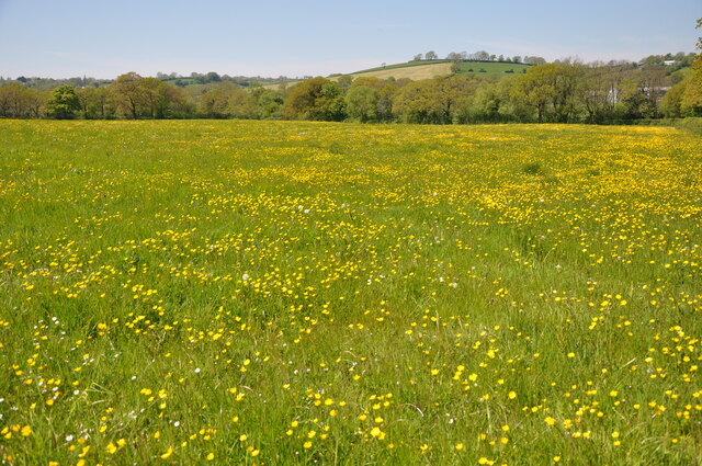 Buttercup field