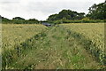 Footpath through wheat