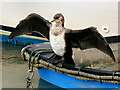 SY4690 : Cormorant (Phalacrocorax carbo) in the Harbour at West Bay by David Dixon