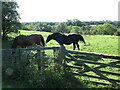 NZ2179 : Horses, Town Farm, Church Road, Stannington by Geoff Holland