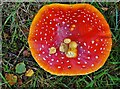 SK3168 : Fly agaric mushroom seen from above by Neil Theasby