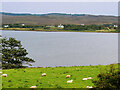 NG4152 : Sheep Grazing near Loch Eyre by David Dixon