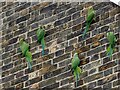 Ring-necked parakeets, Broadstairs