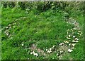 Fairy ring of mushrooms near Holymoorside