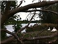 Swans by Wyken Pool