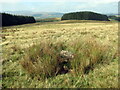 SN9022 : Maenhir Nant Cnewr-fawr / Nant Cnewr Fawr standing stone by Alan Richards