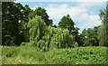 Willow near the Teme