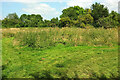 Footpath near Tenbury Wells