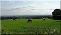 Horses grazing