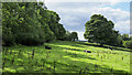 Field with cattle west of Dipton Burn