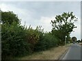 Bus stop on A4019, south of Knightsbridge