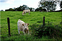H5474 : Calves, Drumnakilly by Kenneth  Allen