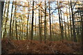 Conifers, Old Park Wood