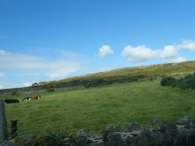 Store cattle on intake land on the slopes of Slievenaman