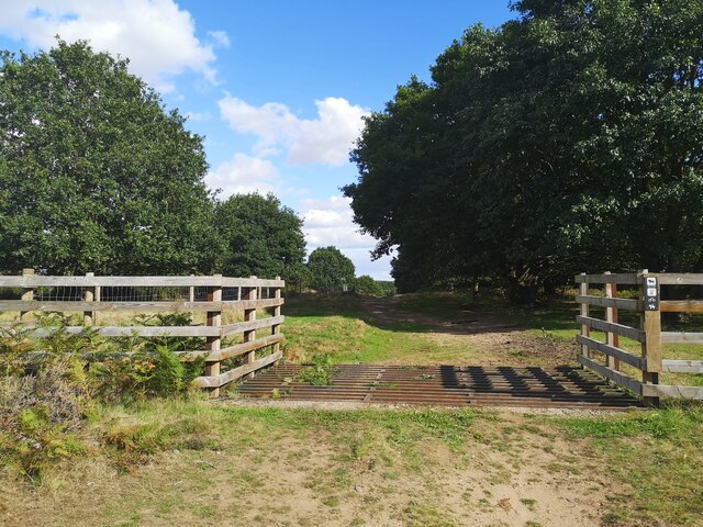 Cattle Grid in Budby South Forest