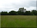 Grassland off Ferry Lane