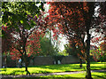 Trees, Churchyard, Bromyard