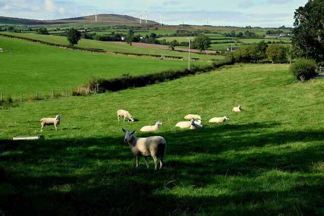 Sheep, Gortnacreagh