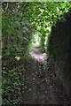 Narrow, wooded footpath