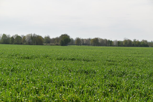 Flat Wheat Field N Chadwick Cc By Sa Geograph Britain And Ireland