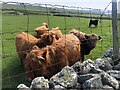 SM7427 : Highland cattle at Trefelly Farm by Eirian Evans