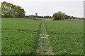 Footpath through wheat